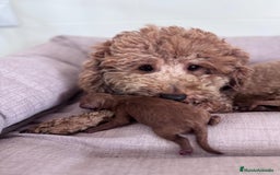 Caniche Toy perros en venta: CANICHE TOY  - Imagen 4