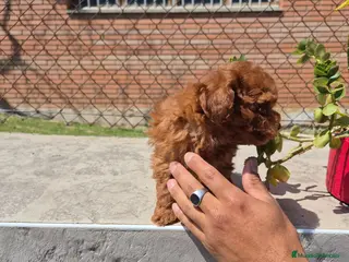 Caniche Toy perros Caniche toy - Anuncio 1