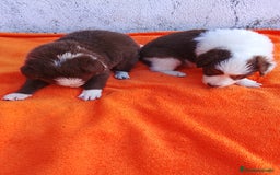 Border Collie perros en venta: Border collie  - Imagen 9