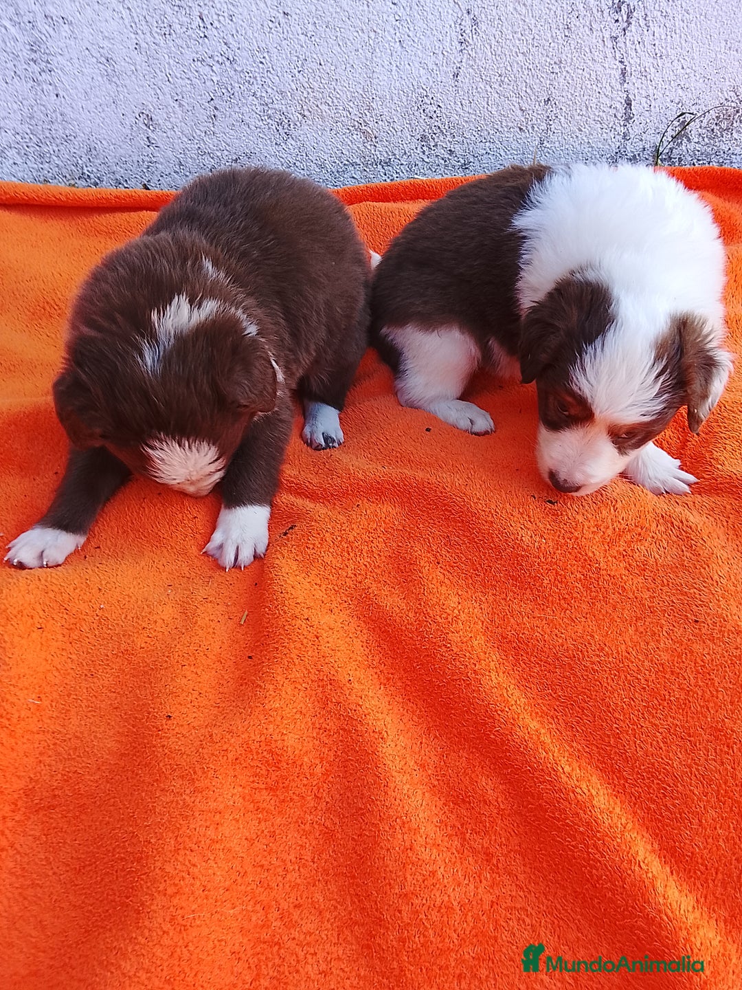 Border Collie perros en venta: Border collie  - Imagen 9