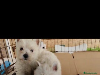 West Highland White Terrier perros en Sevilla - Anuncio 2