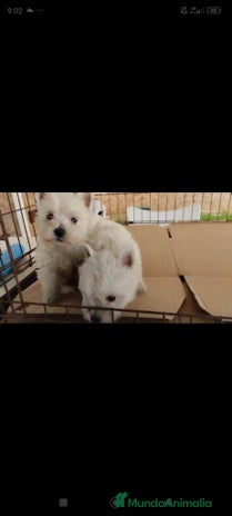 West Highland White Terrier perros en Sevilla - Anuncio 2