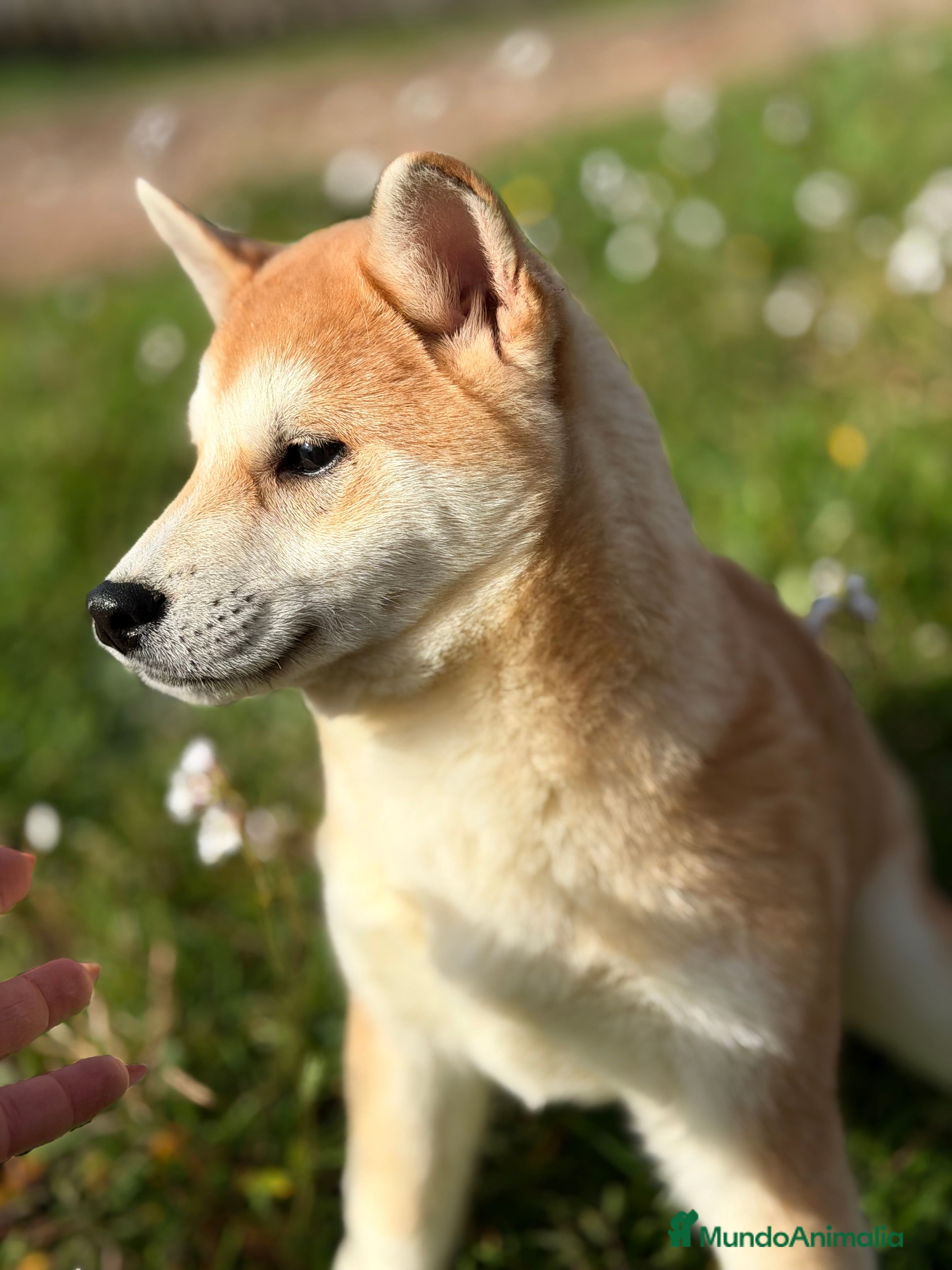 Shiba Inu perros Shiba hembra naranja  - Anuncio 5