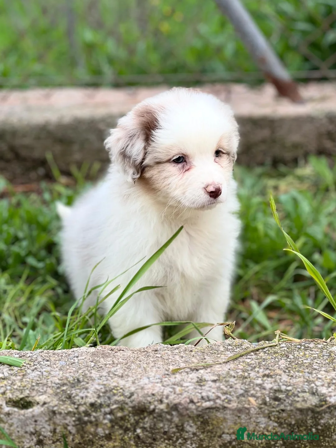 Pastor Australiano perros en venta: Pastor australiano merle en Barcelona - Anuncio 4