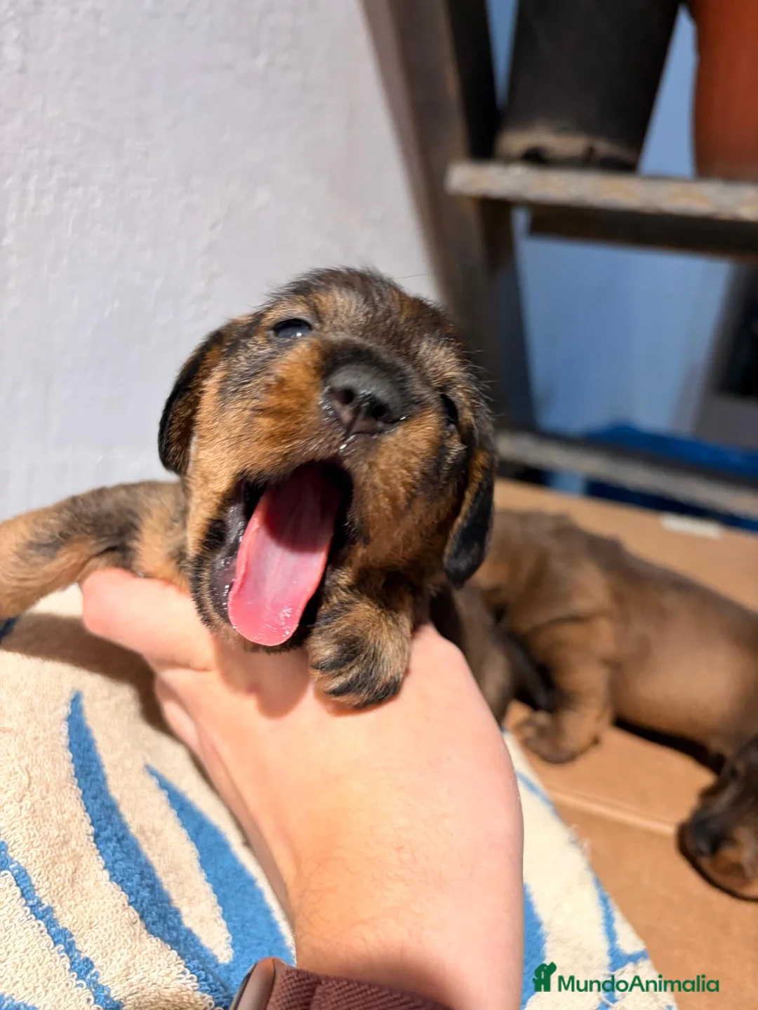 Teckel perros en venta: Excelente Camada Teckel Mini pelo duro - Anuncio 9