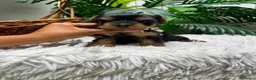 Yorkshire Terrier perros en venta: YORKSHIRE TERRIER HEMBRAS - Anuncio 13