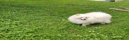 Pomerania perros en venta: Pomerania mini  - Anuncio 1