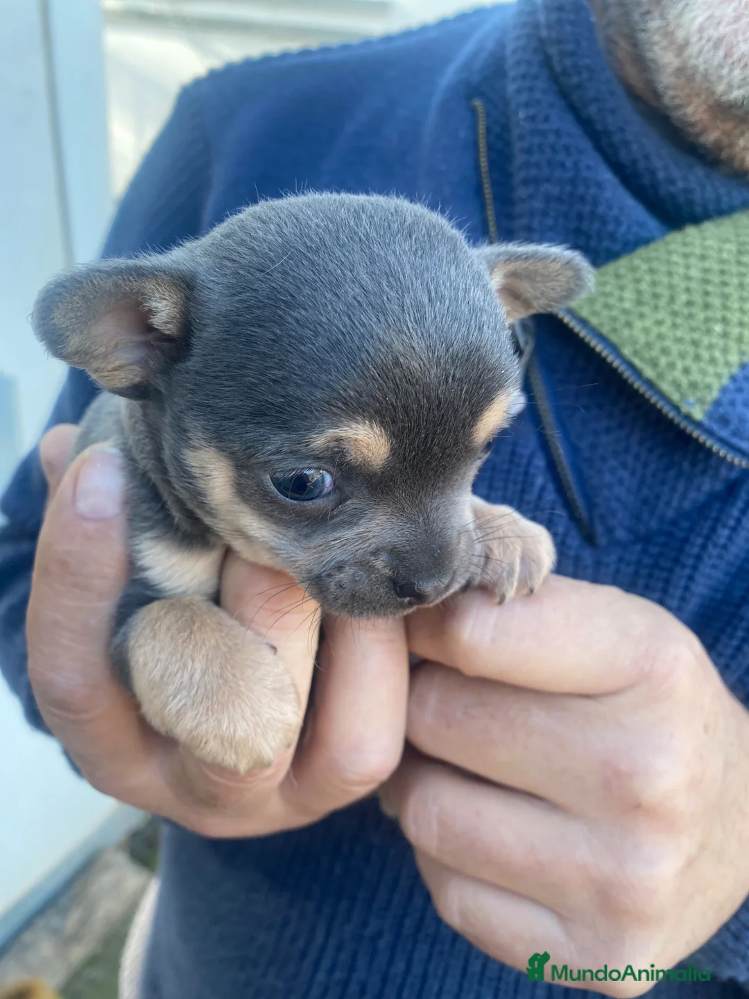 Chihuahua perros en venta: Chihuahuas machitos exoticos - Anuncio 1