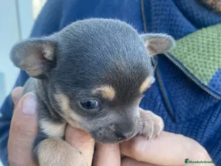 Chihuahua perros Chihuahuas machitos exoticos - Anuncio 24