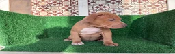 American Pit Bull Terrier perros en venta: pitbull - Anuncio 11
