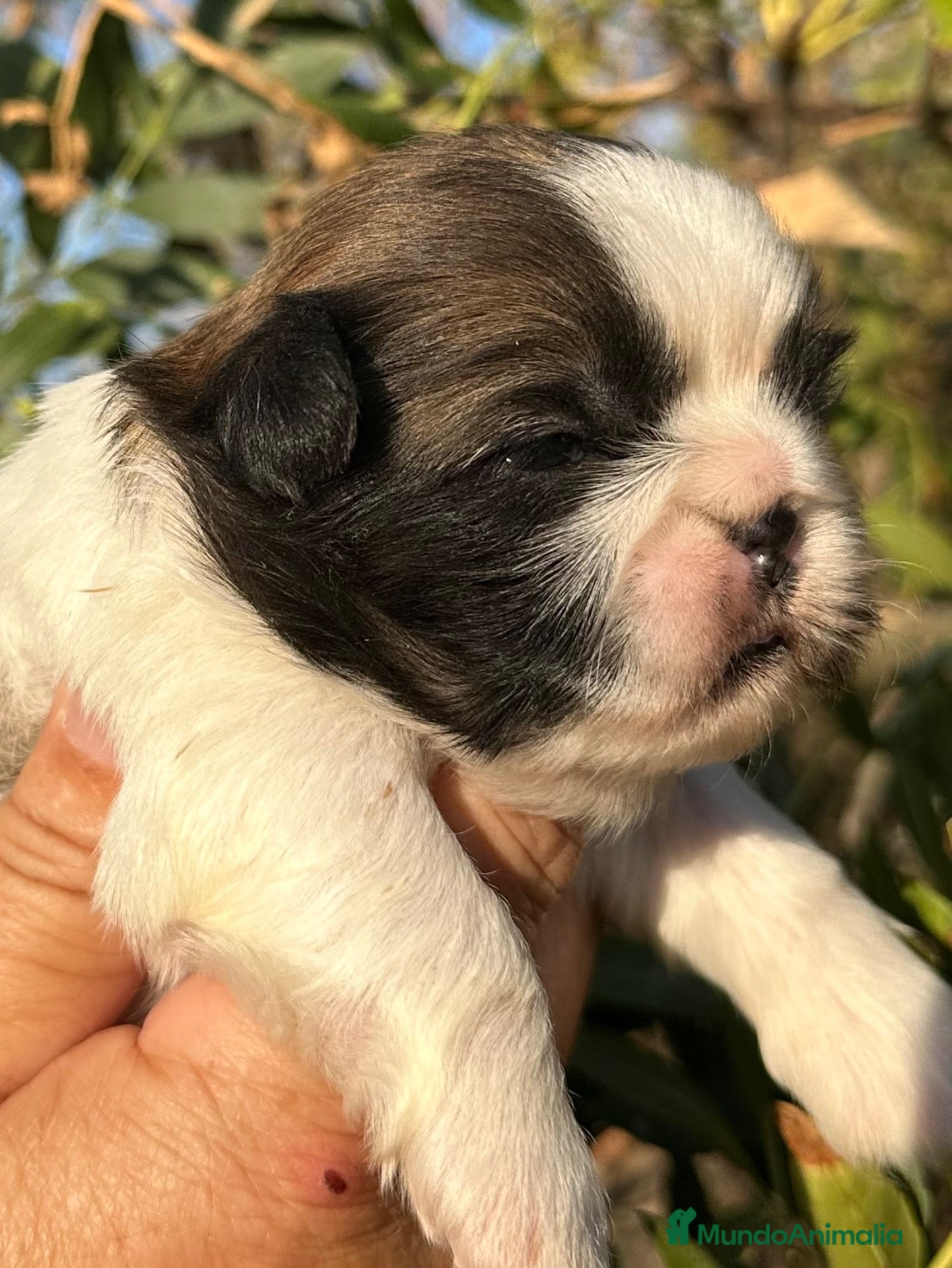 Shih Tzu perros 🐾 SHIH TZU DISPONIBLE | PELUDETES SALAMANCA 🐾 - Anuncio 1