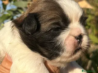 Shih Tzu perros 🐾 SHIH TZU DISPONIBLE | PELUDETES SALAMANCA 🐾 - Anuncio 1