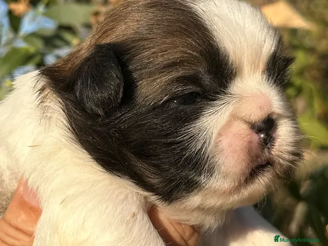 Shih Tzu perros en venta: 🐾 SHIH TZU DISPONIBLE | PELUDETES SALAMANCA 🐾 - Anuncio 1