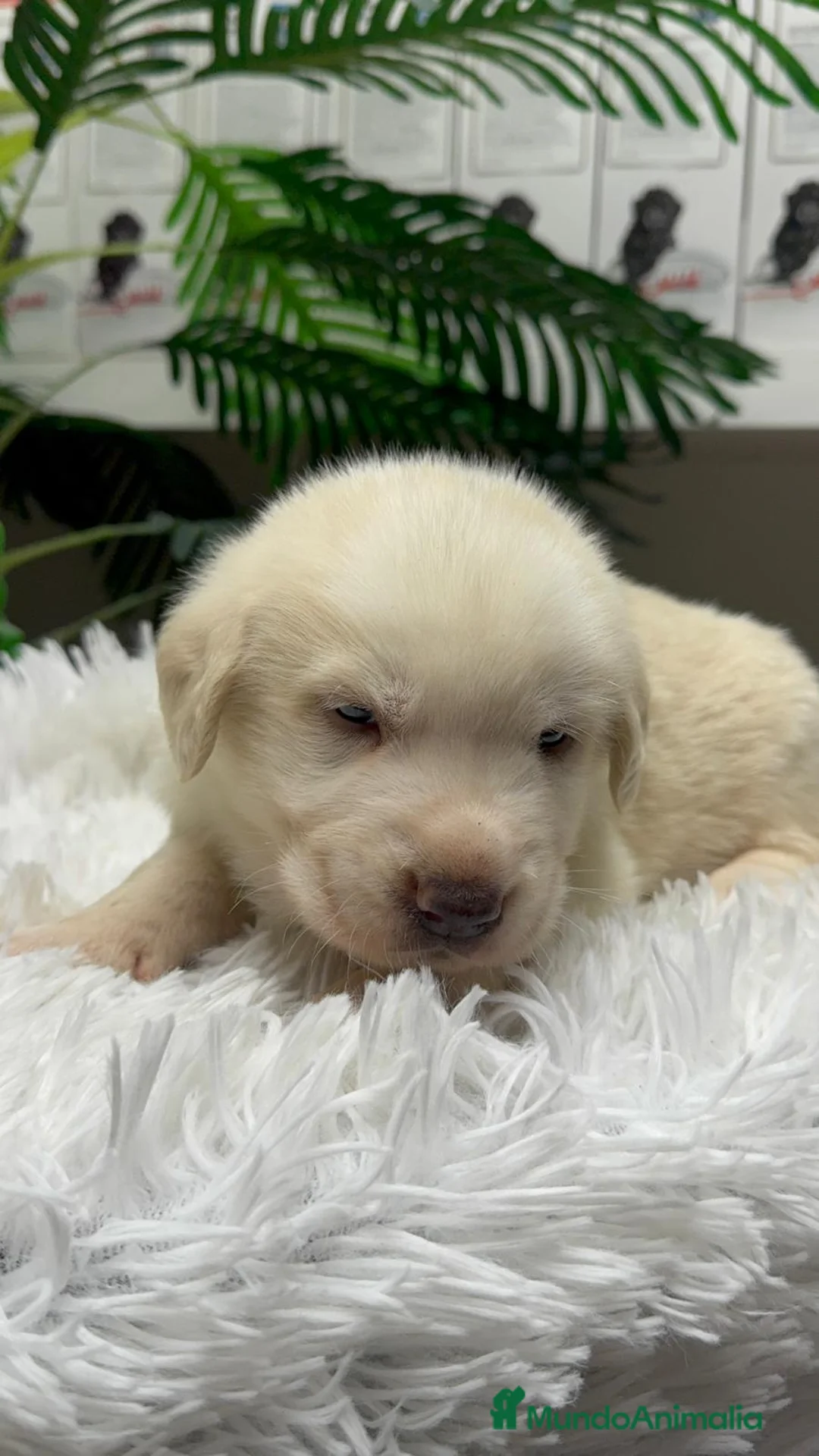 Mastín Español perros en venta: MASTIN ESPAÑOL - Anuncio 11