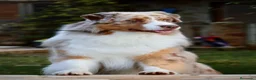 Pastor Australiano perros en venta: Aussie con garantias, pedigree, de cria familiar - Anuncio 14