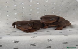 Teckel Miniatura perros en venta: Teckel Kanichen chocolate y mini pielbad  - Imagen 5