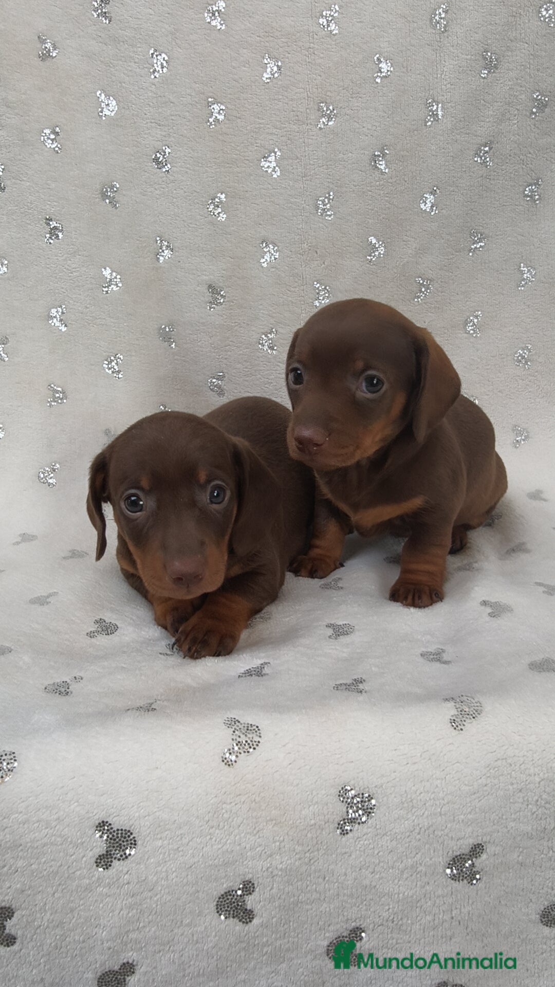 Teckel Miniatura perros en venta: Teckel Kanichen chocolate y mini pielbad  - Imagen 5