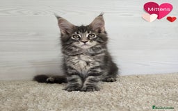Maine Coon gatos en venta: Gatitos maine coon - Imagen 2
