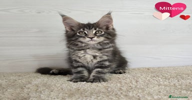 Maine Coon gatos - Propaganda 8