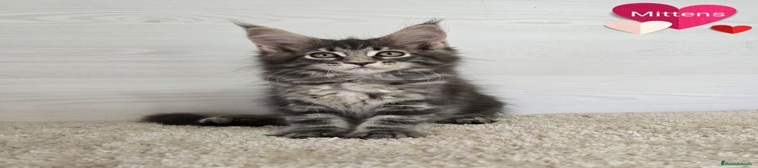 Mittens