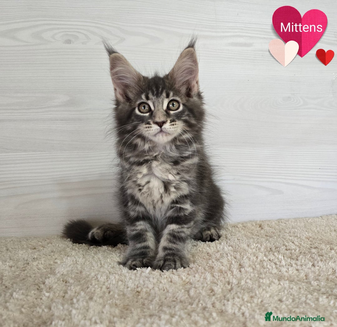 Maine Coon gatos en venta: Gatitos maine coon - Imagen 2