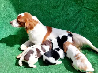 Épagneul Breton perros Último machito de Breton!! - Anuncio 2