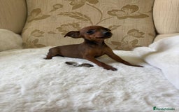 Pinscher Miniatura perros en venta: Pinscher Miniatura cachorros de ensueño - Imagen 22