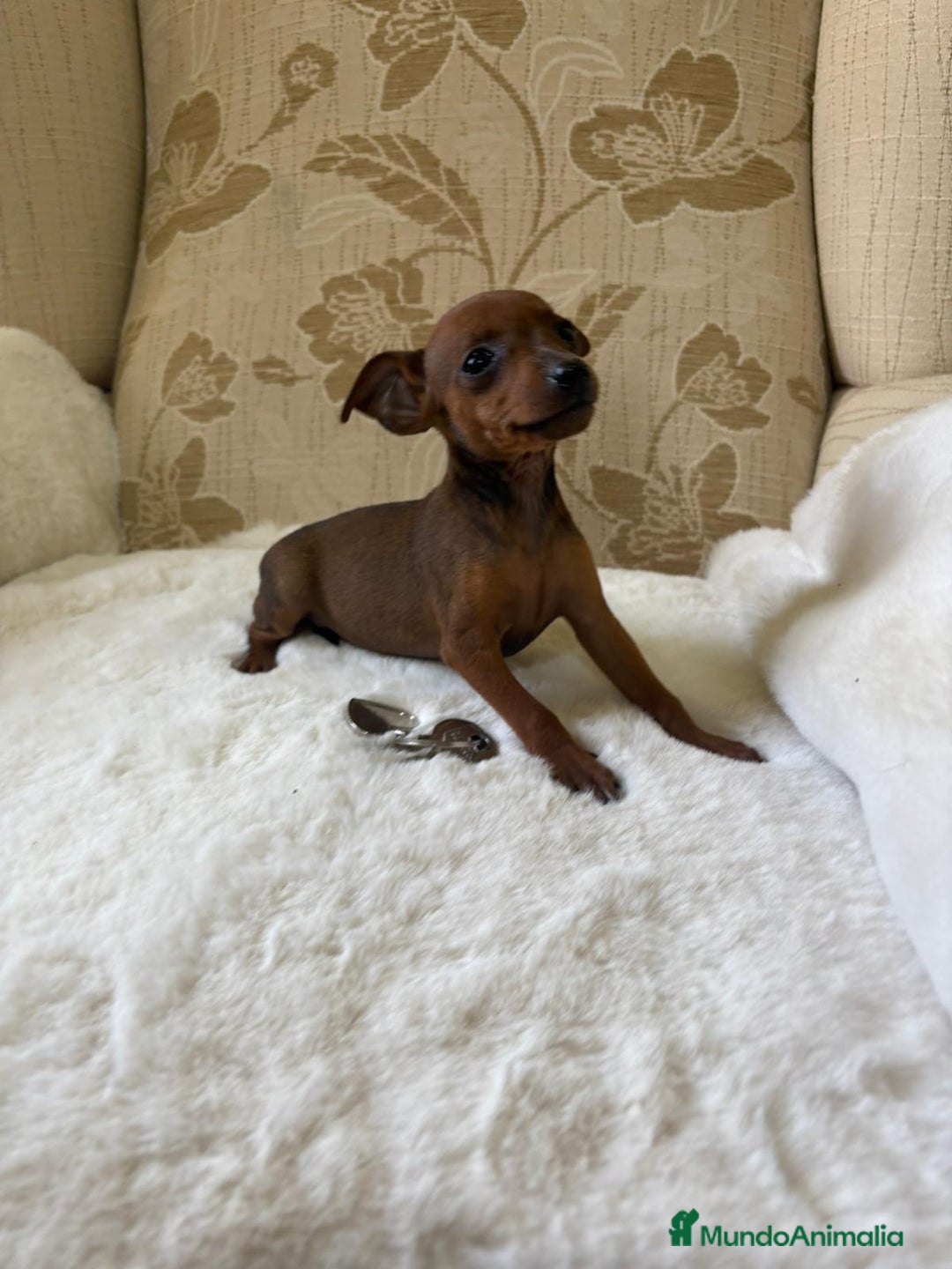 Pinscher Miniatura perros en venta: Pinscher Miniatura cachorros de ensueño - Imagen 22