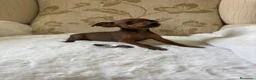 Pinscher Miniatura perros en venta: Pinscher Miniatura cachorros de ensueño - Anuncio 22