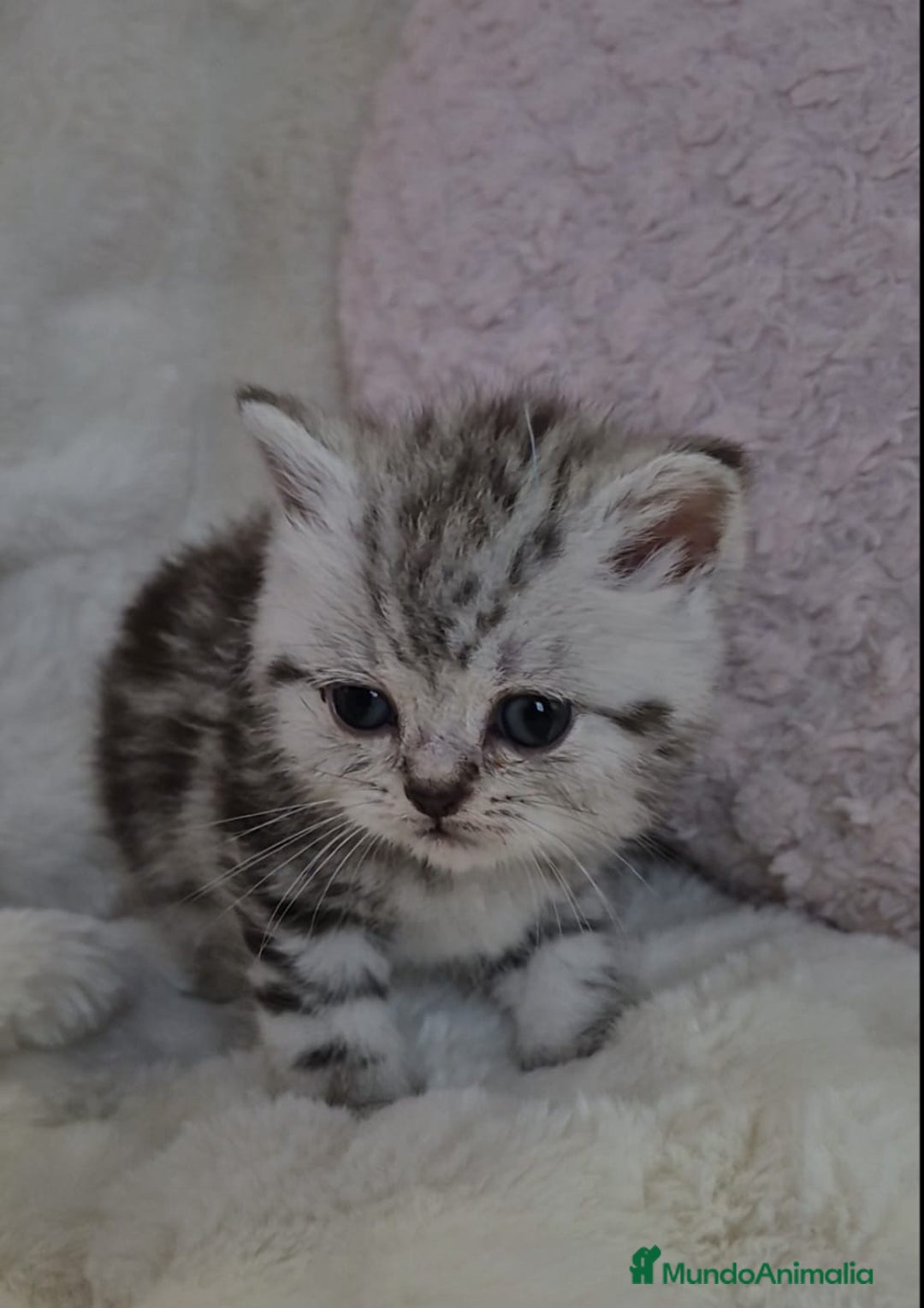 Británico de Pelo Corto gatos en venta: Brithis color silver exclusivos  - Anuncio 2