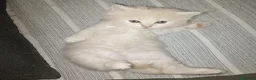 Persa gatos en venta: Gatas persas - Anuncio 2