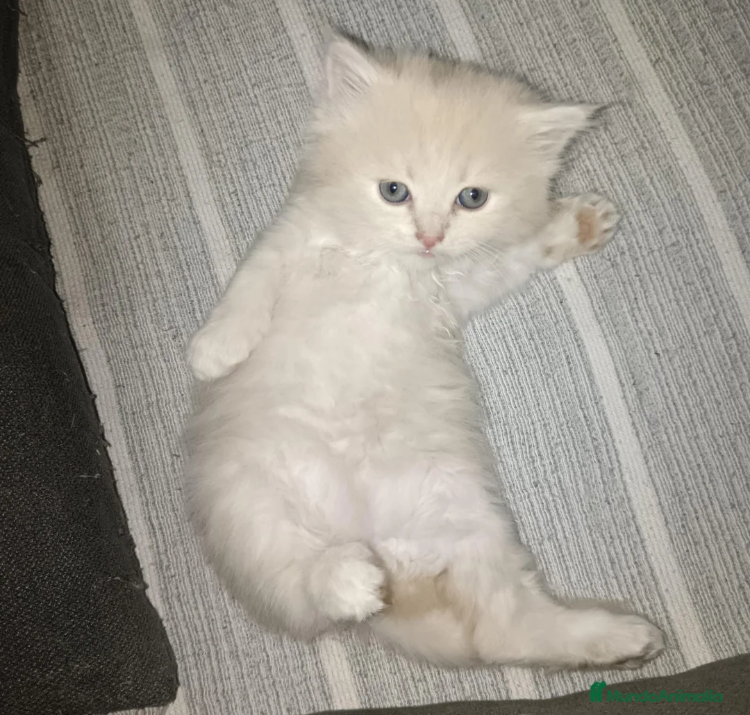 Persa gatos en venta: Gatas persas - Anuncio 2