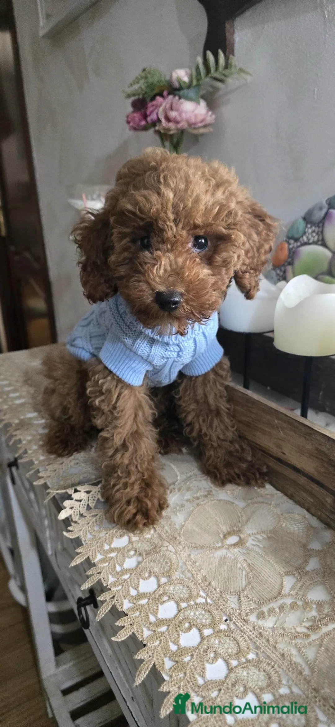 Caniche Toy perros en venta: Caniche - Anuncio 2