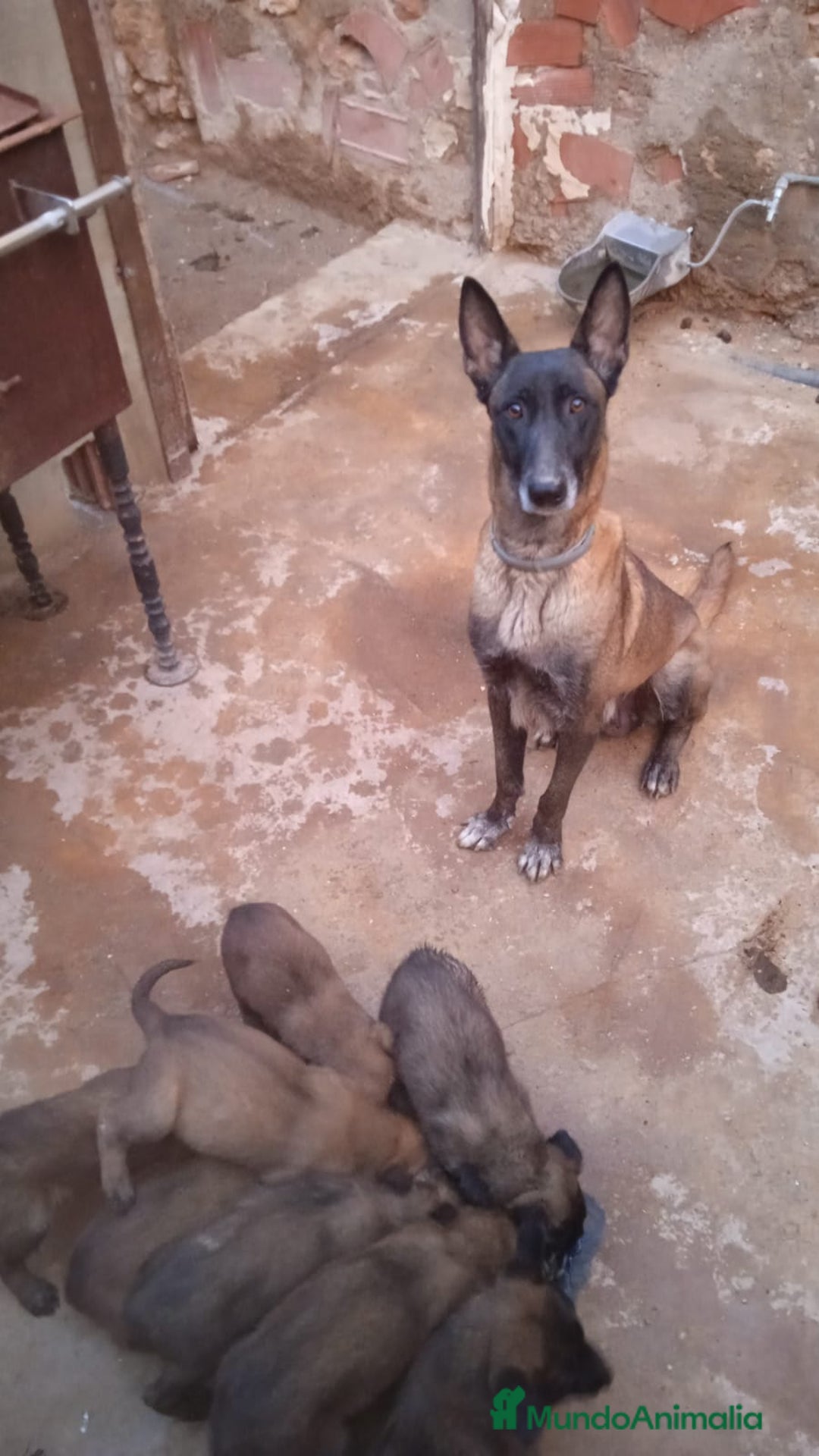 Pastor Belga Malinois perros en venta: Malinois - Anuncio 2