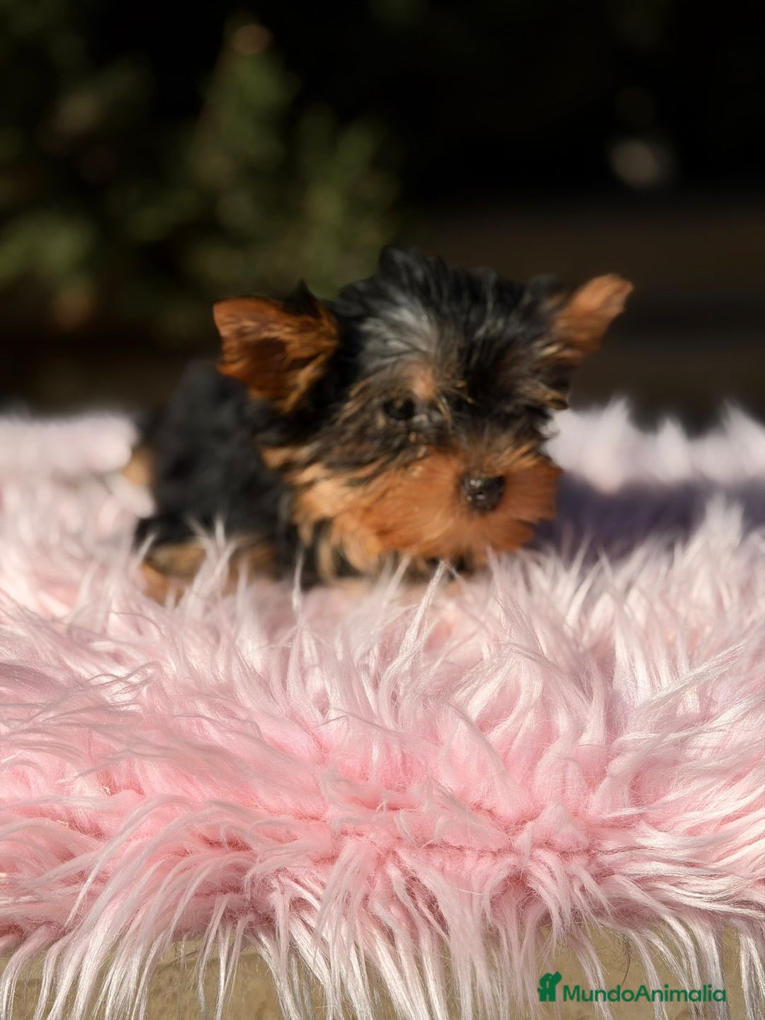 Yorkshire Terrier perros en venta: Yorkshire terrier negro fuego - Anuncio 2