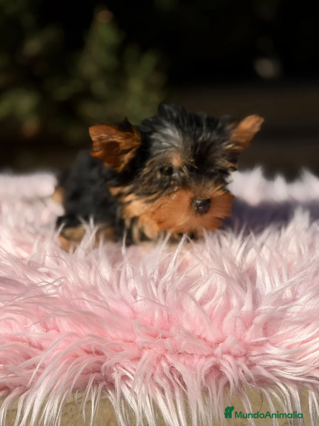 Yorkshire Terrier perros en venta: Yorkshire terrier negro fuego - Anuncio 2