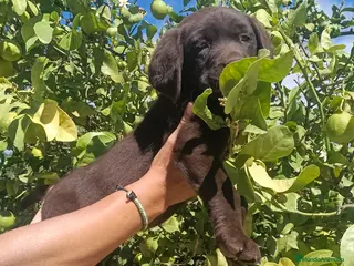 Labrador Retriever perros Disponible macho labrador chocolate - Anuncio 2