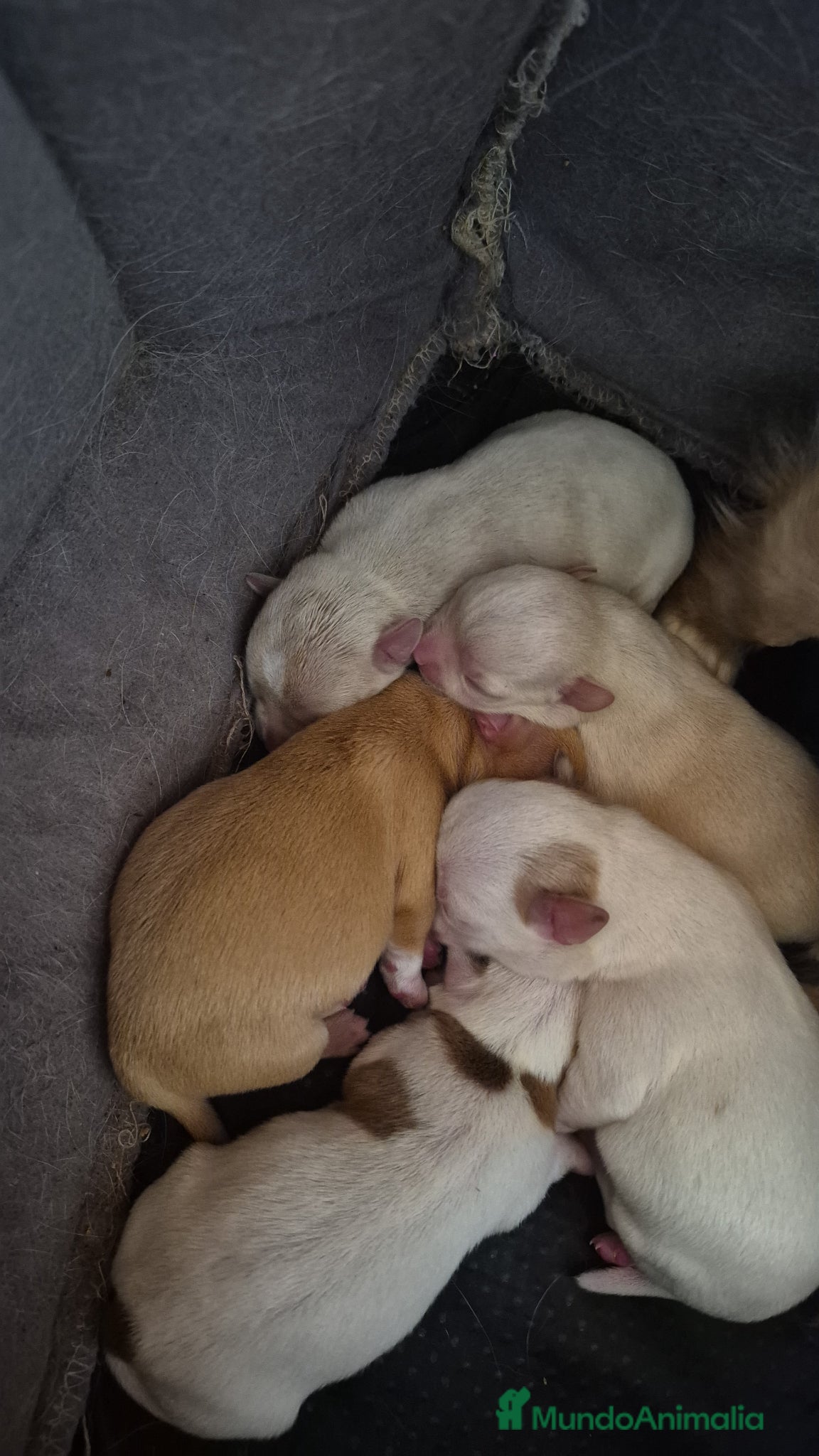 Chihuahua perros Preciosa camada de chihuahuas🐾💙💖 - Anuncio 3