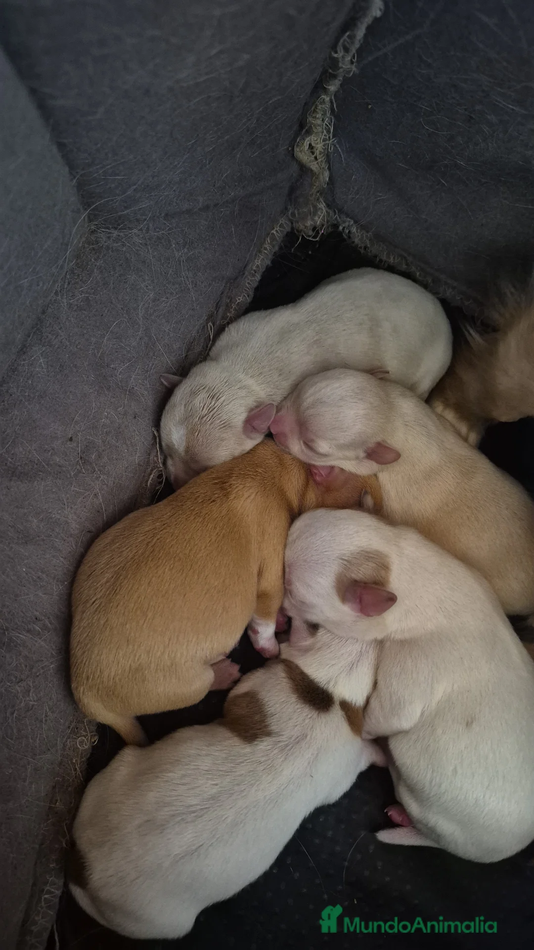 Chihuahua perros en venta: Preciosa camada de chihuahuas🐾💙💖 - Anuncio 1