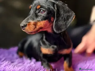 Teckel Miniatura perros TECKEL MINIATURA NEGRO FUEGO - Anuncio 41