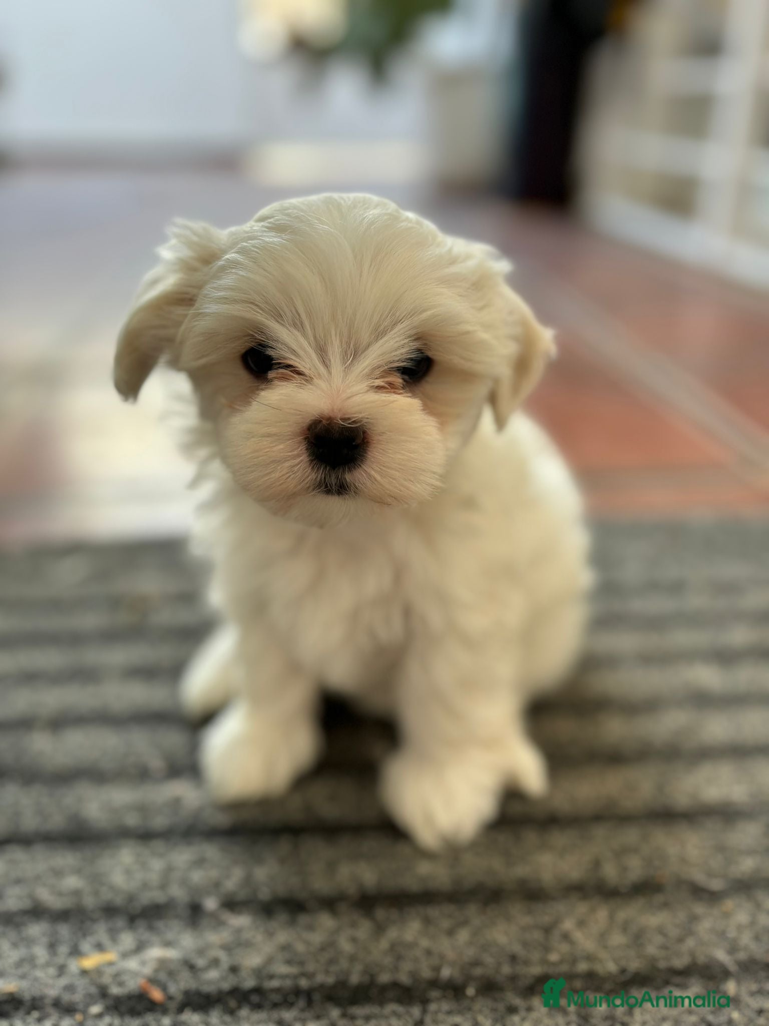 Bichón Maltés perros bichon maltes  - Anuncio 3