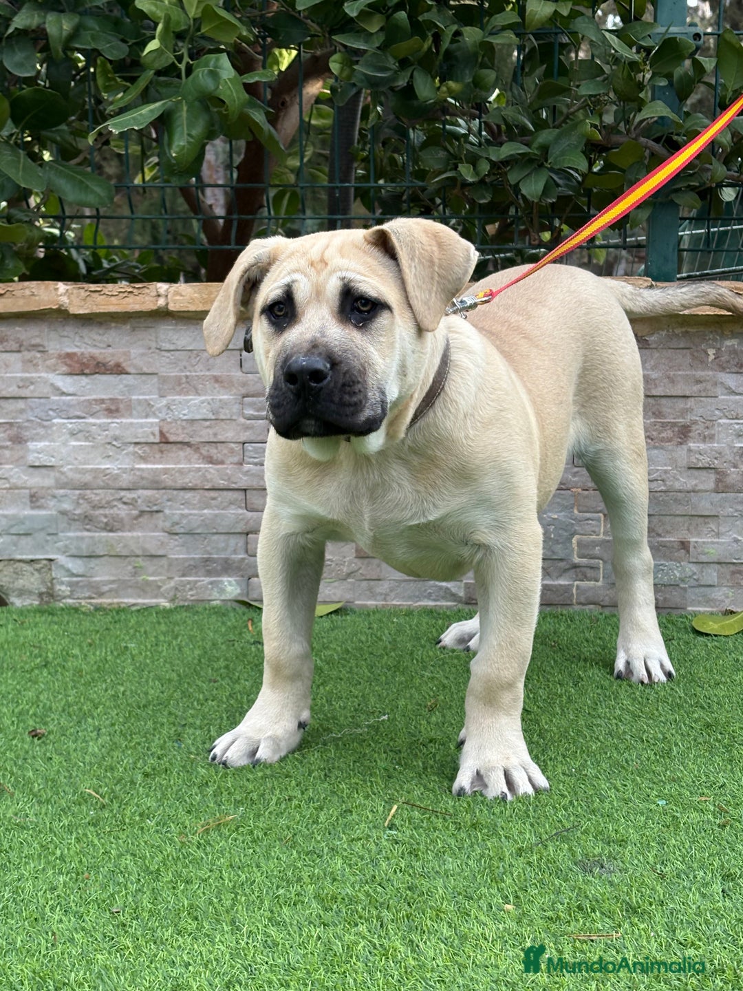 Presa Canario perros en venta: Cachorro presa canario  - Anuncio 6