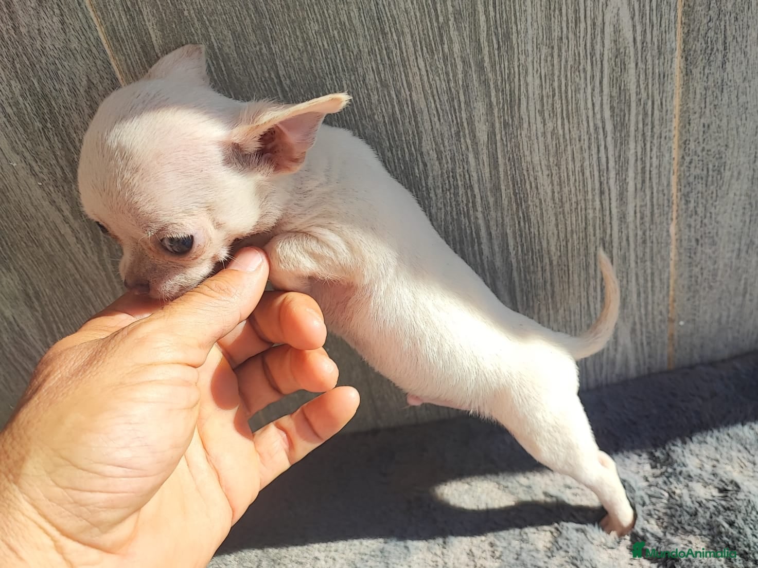 Chihuahua perros CHIHUAHUA MACHO BLANCO - Anuncio 1