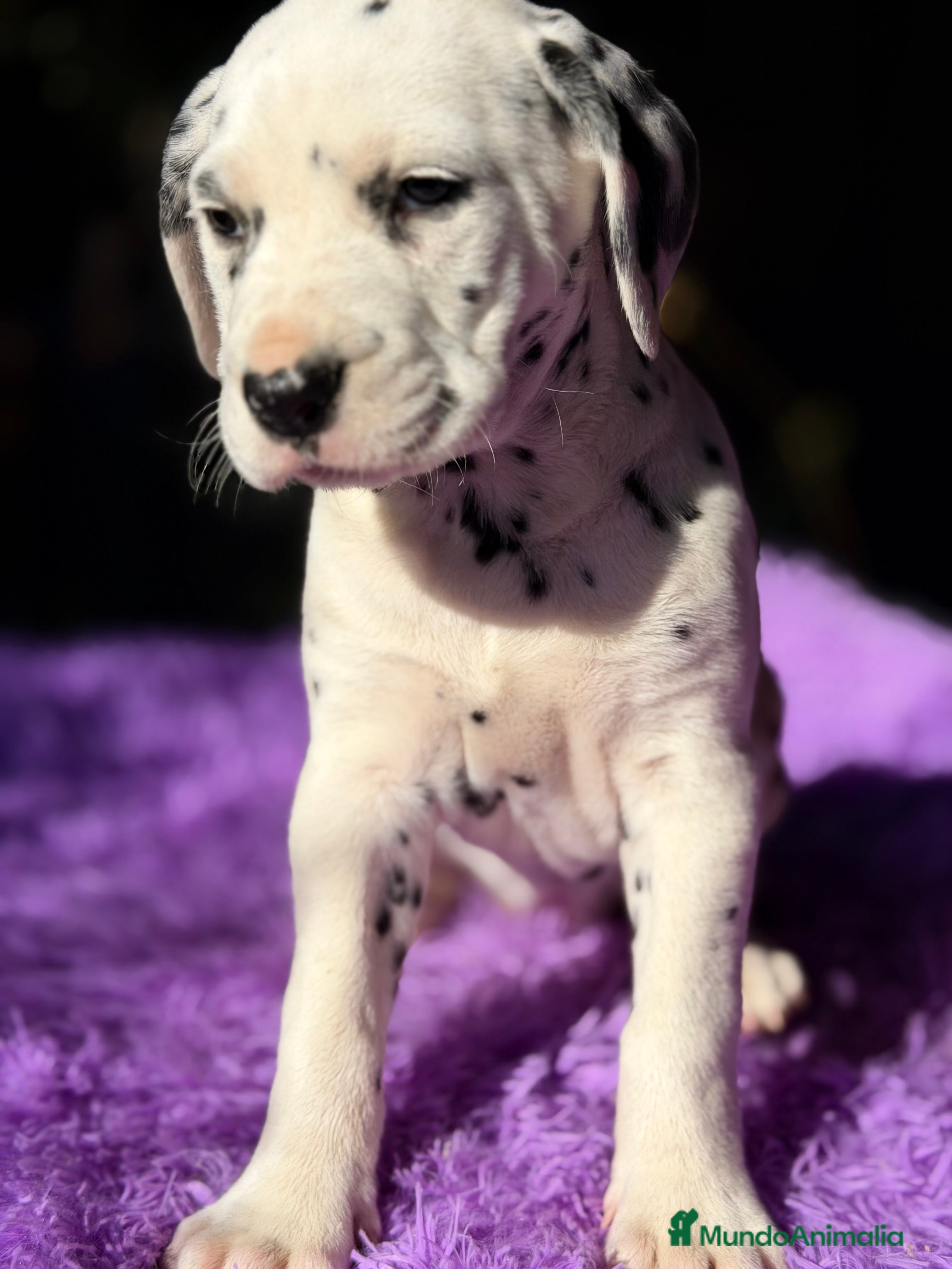 Dálmata perros Dálmata hembra  - Anuncio 2