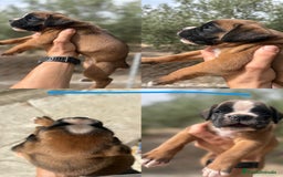 Boxer perros en venta: Boxer - Imagen 4