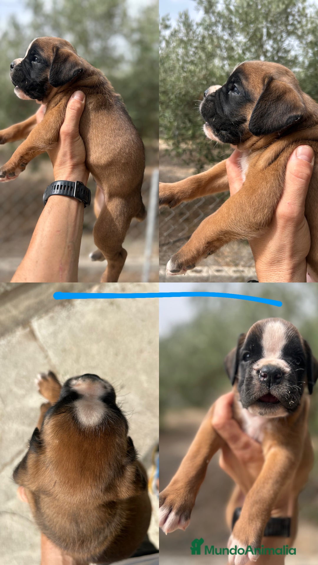 Boxer perros en venta: Boxer - Imagen 4