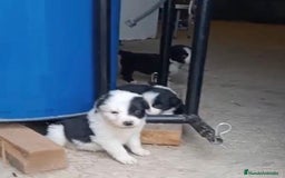 Border Collie perros en venta: Border collie  - Imagen 5