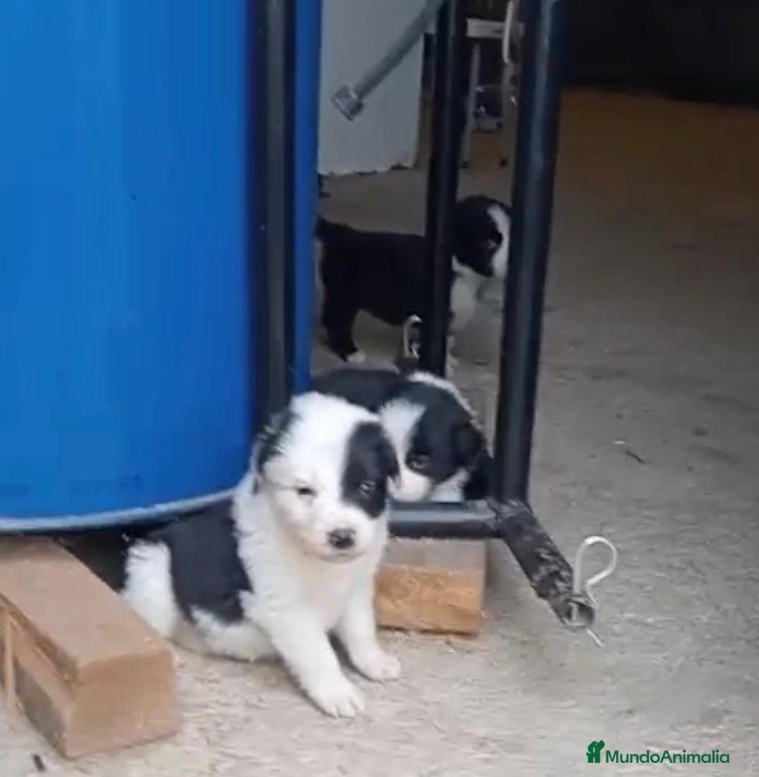 Border Collie perros en venta: Border collie  - Imagen 5