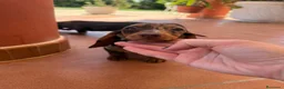 Teckel Miniatura perros en venta: Teckel miniatura chocolate y arlequín - Anuncio 1