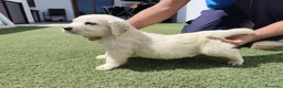 Golden Retriever perros en venta: Golden Retriever  - Anuncio 4